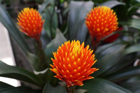 Flower Tropical Bright Orange Red Plant 20 Inch By 30 Inch Laminated