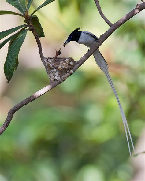 Asian Paradise Flycatchers By Bilal Qazi Pretty Birds Beautiful Birds