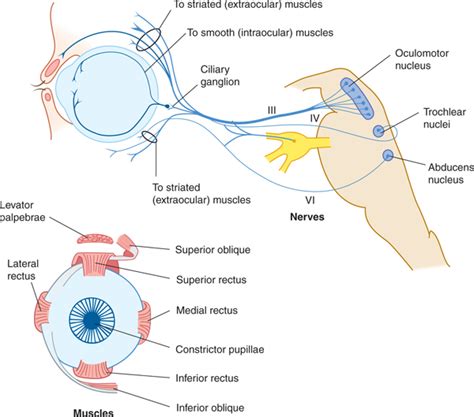 Cranial Nerves And Pathways Neupsy Key