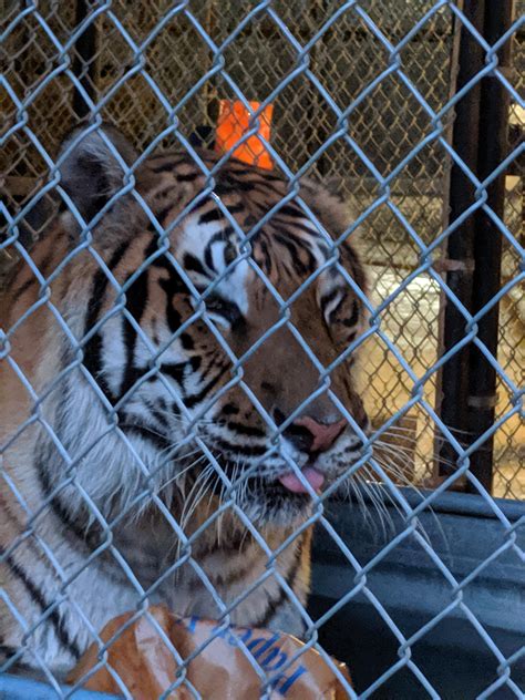 Sweet Blep From A Tiger Rescue Rblep