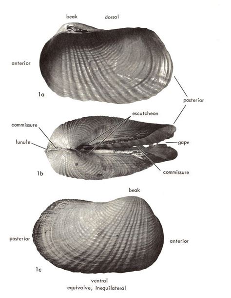 Phylum Mollusca Clam