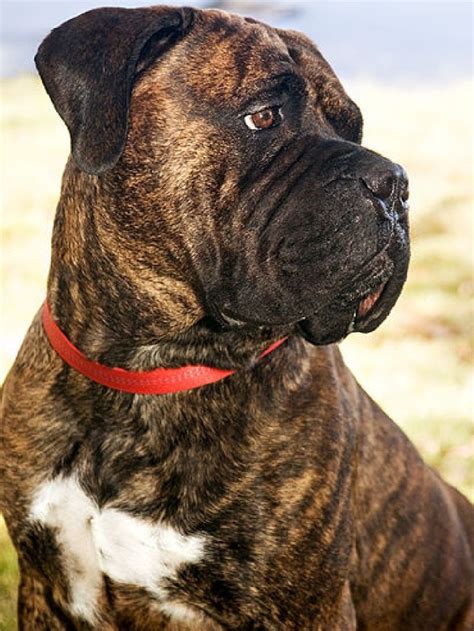 Brindle male mastador with white chest print a black spot on tale big boy very well behaved the sweetest most calm puppy if you are unable to find your bullmastiff puppy in our puppy for sale or dog for sale sections, please consider looking thru thousands of bullmastiff. Brindle Bullmastiff :D | Bucket List | Pinterest ...