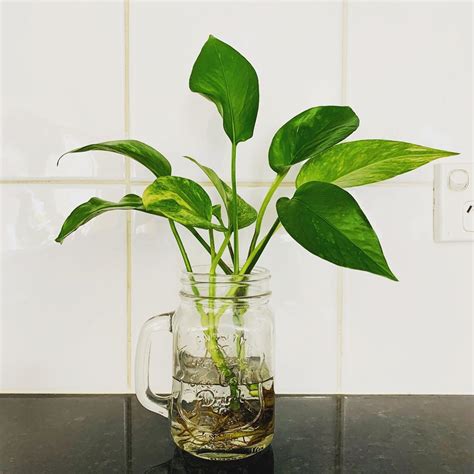 Maybe you would like to learn more about one of these? 8 of the Best Indoor Water Plants