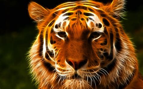 Tiger Face Wallpapers Wallpaper Cave