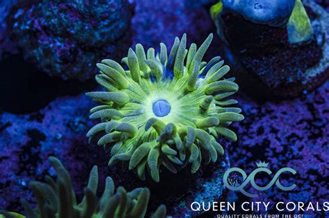 Neon Green Duncan Queen City Corals