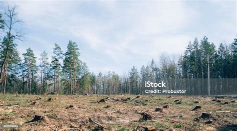 Pine Forest Being Cut Down Turning Into A Dry Lifeless Field Stock