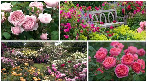 English Rose Gardens Planting And Caring For English Roses