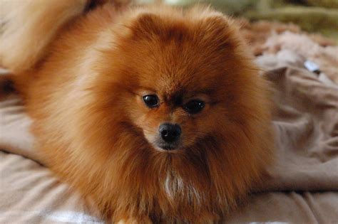 Pomeranian Dog Temperament Exercise And Grooming
