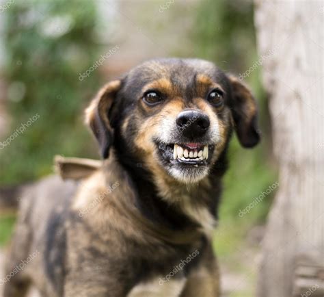 Aggressive Angry Dog — Stock Photo © 114134596