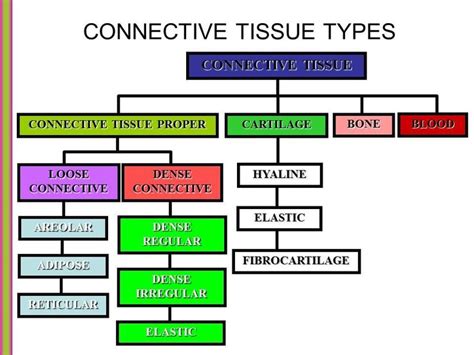 ﻿connective Tissue Matrix Answer › Athens Mutual Student Corner