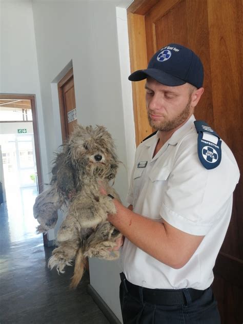 From Neglect to Transformation: Tiny's Rescue Journey • Cape of Good