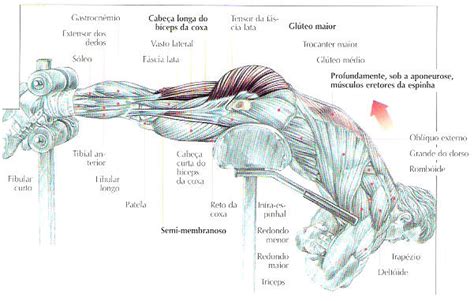 Sobre Muscula O Treinamento Para Iniciantes De Costas E Seus Cuidados