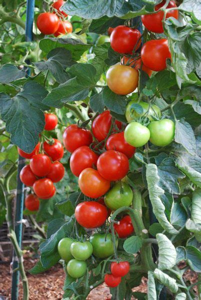 Pin On Growing Organic Tomatoes