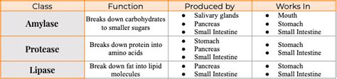 The Breakdown Digestive Enzymes And Their Role In Overall Health