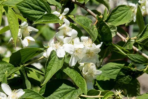 Check spelling or type a new query. 21 Most Fragrant Flowers & Shrubs for Your Garden