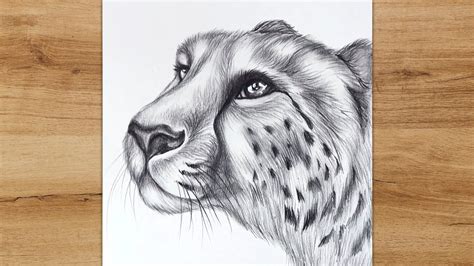 How To Draw A Realistic Cheetah Head Cheetah Face Drawing Step By