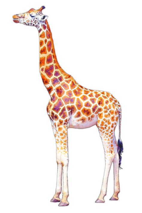 Free Image On Pixabay Giraffe Isolated Illustration Giraffe