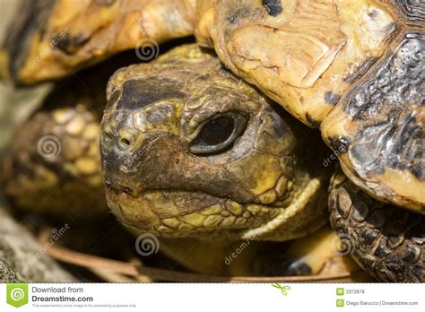 With tenor, maker of gif keyboard, add popular turtle head animated gifs to your conversations. Head Turtle Royalty Free Stock Photos - Image: 2372878