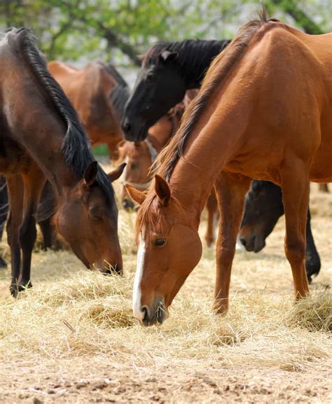 Can Coastal Hay Cause Colic In Horses The Horse