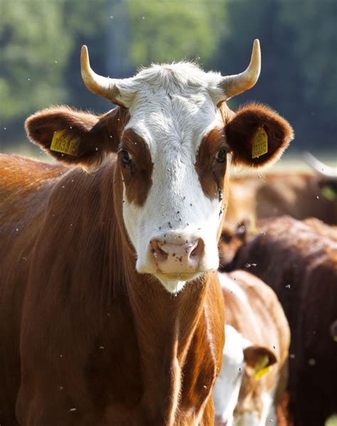 무료 이미지 농장 마을 야생 생물 뿔 목장 동물 상 닫다 짐승 척골가 있는 젖소 포유 동물과 같은 소