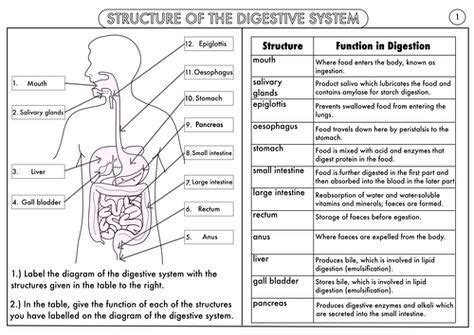 Rearrange the organs of your system to try to improve your results. GCSE Biology: Digestion Topic Resource Pack UPDATED ...