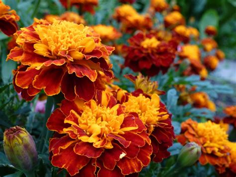 Planting Fall Flowers For Autumn Colors List Of Best
