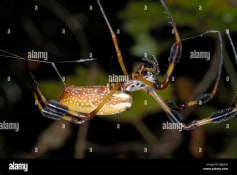 Golden Silk Spider Nephila Clavipes A Large Orange And Brown Spider