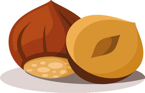 Vector Hazelnut Transparent Png Png Mart