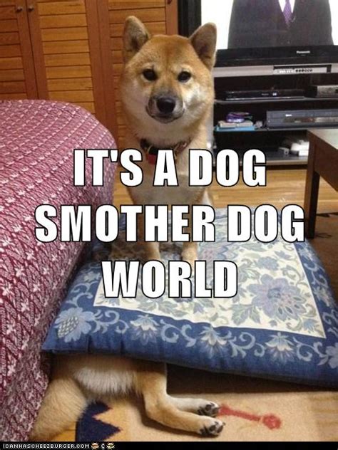 I Has A Hotdog Dog Eat Dog Funny Dog Pictures Dog Memes Puppy