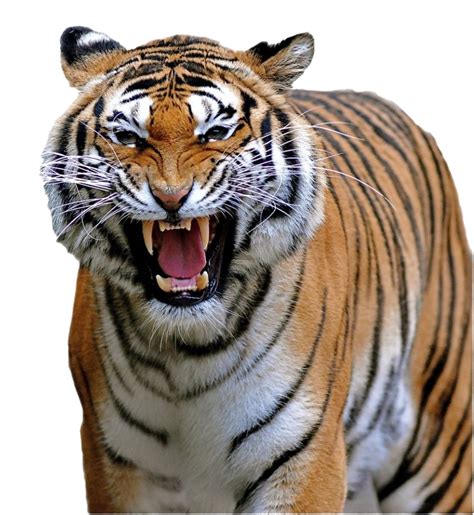 Tiger Roar Png