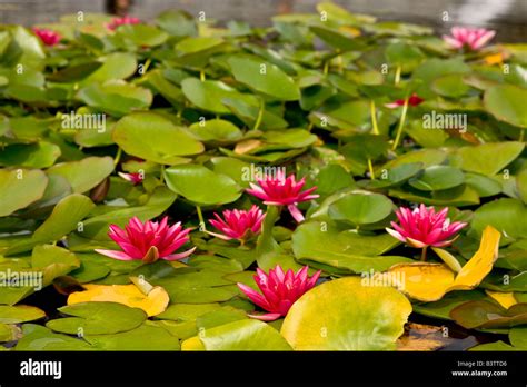 Hardy Lilies Hi Res Stock Photography And Images Alamy