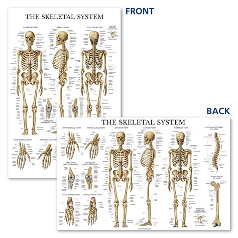 Skeletal System Thick Laminated Primary Chart Human Body Charts Porn
