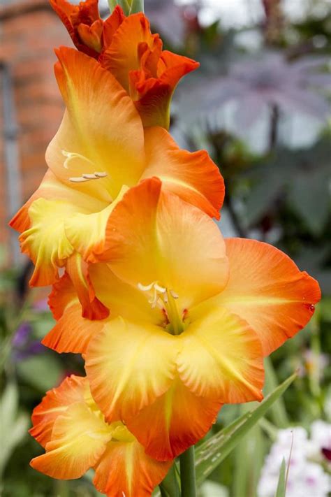 Check spelling or type a new query. How To Grow Gladiolus And Add Color To Your Garden