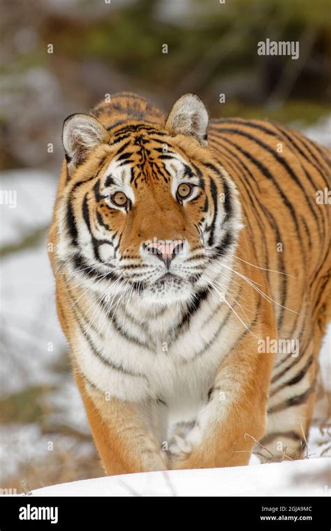 Siberian Tiger In Winter Stock Photo Alamy