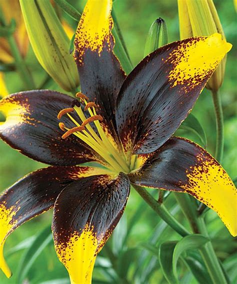 They have a way of expressing love, friendship and care that is so beautiful. Black Lily Lionheart - Set of Six | Flowers & Gardens ...