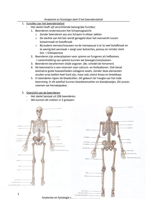 Anatomie En Fysiologie Deel 3 Het Beenderstelsel Anatomie En