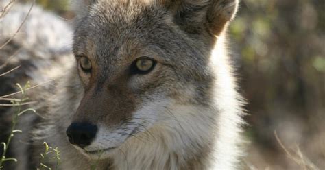 Coyote Sightings In Our Parks City Of New Westminster