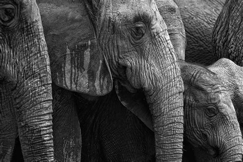 All Elephant Photograph By Mario Moreno Fine Art America