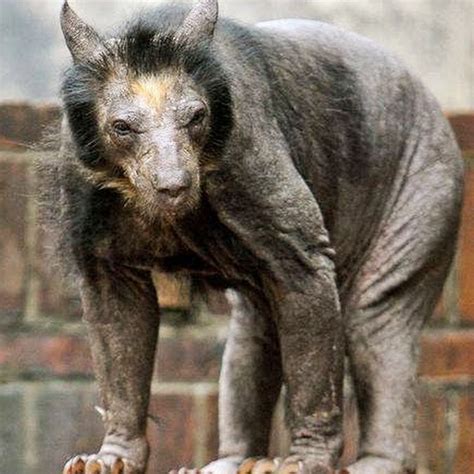 Bear Without Hair Bear Without Hair Funny Pictures Bones
