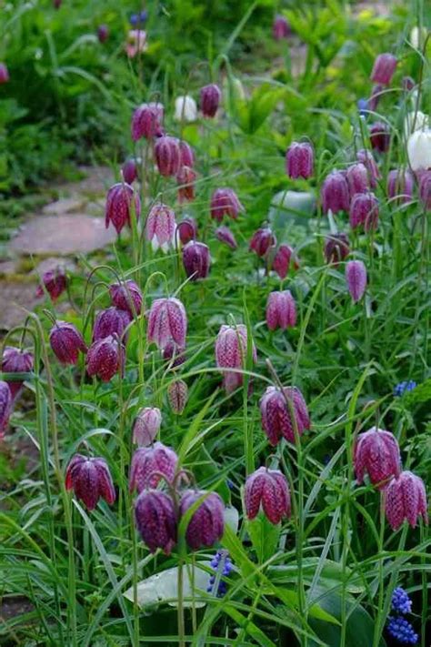 Images & pictures of fritillaria wallpaper download 55 photos. Fritillaria meleagris | Garden shrubs, Spring bulbs ...