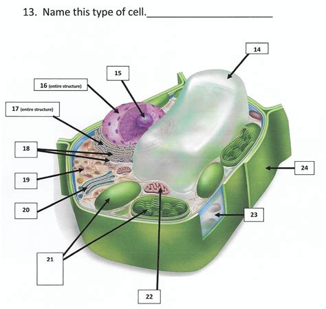 Biology 103 Lab Quiz Eukaryotic Plant Cells Diagram Quizlet