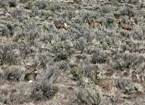 Bighorn And Mule Deer Sagebrushdevlinholloway Oregon Natural Desert