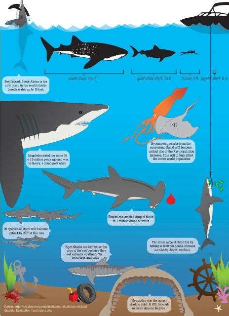 Friday Infographic Sharks Shark Facts Shark Shark Week