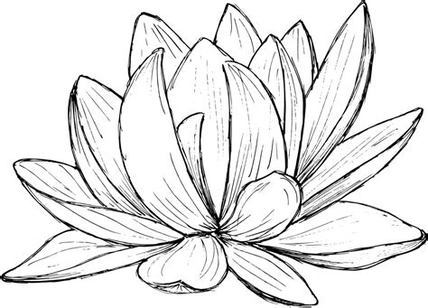 Lotus Drawing Vector (EPS, SVG, PNG Transparent) | OnlyGFX.com