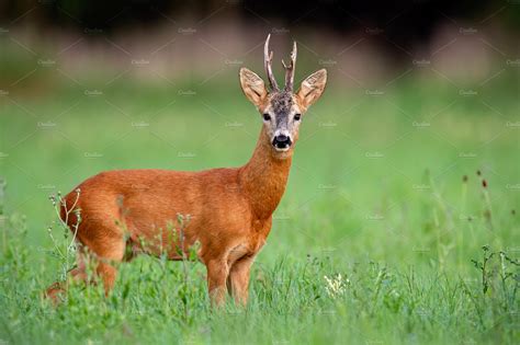 Roe Deer Buck On Green Meadow In High Quality Animal Stock Photos