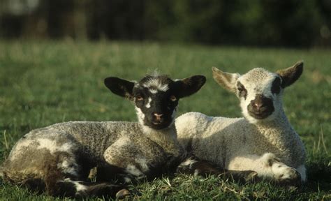 Two Lambs Sunbathing Photograph By Jerry Shulman Fine Art America