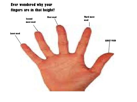 Why Your Fingers Are Like That