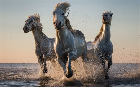 White Horses Galloping Drops Of Seawater 1920x1200