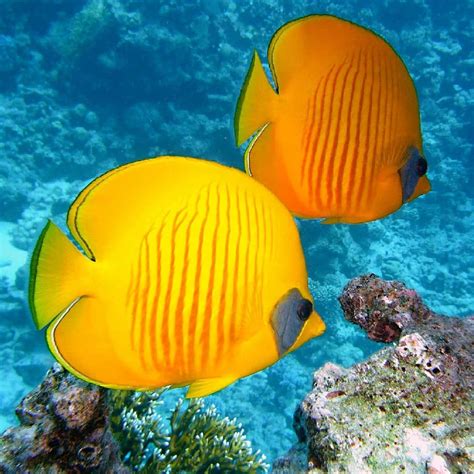 Exquisitecoasts Beautiful Tropical Fish Yellow Fish Tropical Fish