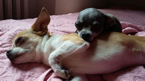 Salute Del Chihuahua Guida E Consigli Lovechihuahua It
